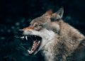 wolf with open mouth
